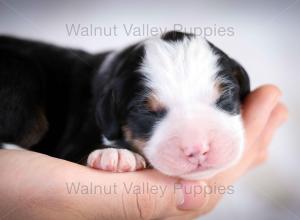 tri-colored mini bernedoodle baby puppy