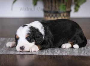 tri-colored mini bernedoodle baby puppy