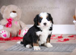 tri-colored mini bernedoodle baby puppy