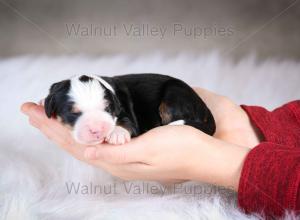 tri-colored mini bernedoodle baby puppy