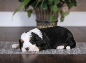 tri-colored mini bernedoodle baby puppy