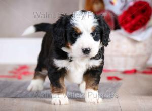 tri-colored mini bernedoodle baby puppy