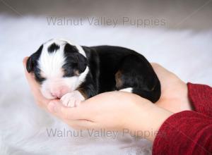 tri-colored mini bernedoodle baby puppy