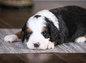 tri-colored mini bernedoodle baby puppy