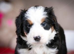 tri-colored mini bernedoodle baby puppy