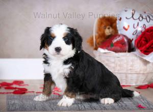 tri-colored mini bernedoodle baby puppy