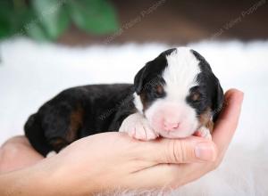 tri-colored male mini bernedoodle near Chicago Illinois