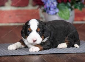 tri-colored male mini bernedoodle near Chicago Illinois