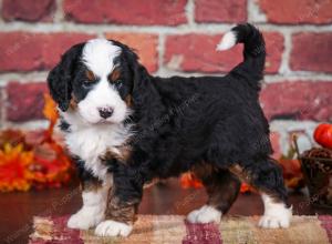 tri-colored male mini bernedoodle near Chicago Illinois