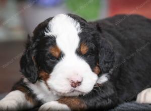 tri-colored male mini bernedoodle near Chicago Illinois