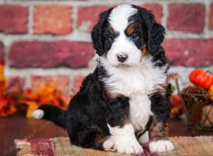 tri-colored male mini bernedoodle near Chicago Illinois