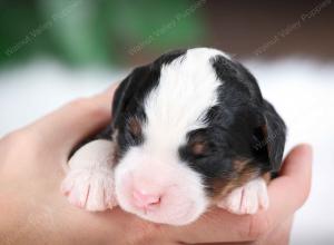 tri-colored male mini bernedoodle near Chicago Illinois