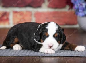 tri-colored male mini bernedoodle near Chicago Illinois