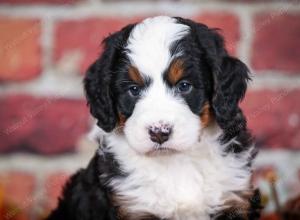 tri-colored male mini bernedoodle near Chicago Illinois