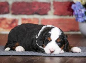 tri-colored male mini bernedoodle near Chicago Illinois