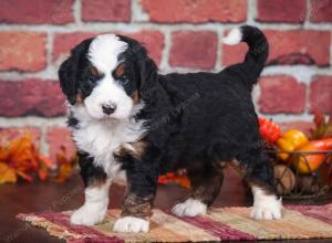 tri-colored male mini bernedoodle near Chicago Illinois