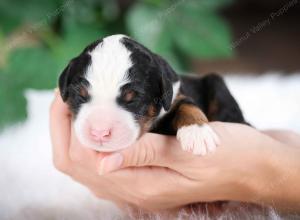 tri-colored male mini bernedoodle near Chicago Illinois