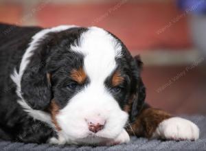 tri-colored male mini bernedoodle near Chicago Illinois