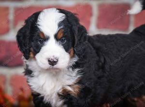 tri-colored male mini bernedoodle near Chicago Illinois