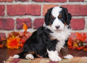 tri-colored male mini bernedoodle near Chicago Illinois