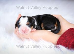 tri-colored mini bernedoodle baby puppy