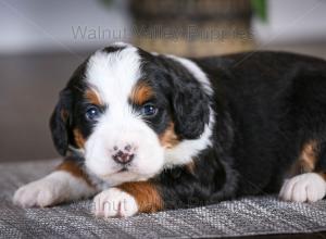 tri-colored mini bernedoodle baby puppy