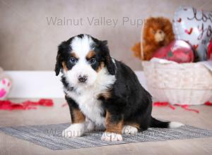 tri-colored mini bernedoodle baby puppy