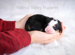 tri-colored mini bernedoodle baby puppy