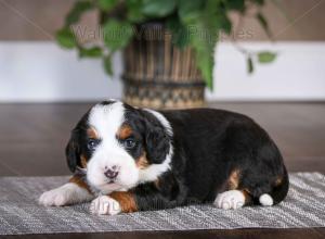 tri-colored mini bernedoodle baby puppy