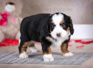 tri-colored mini bernedoodle baby puppy