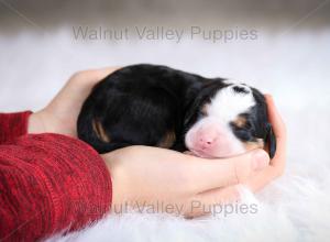 tri-colored mini bernedoodle baby puppy