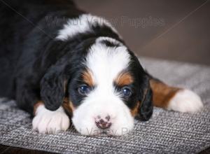 tri-colored mini bernedoodle baby puppy