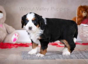 tri-colored mini bernedoodle baby puppy