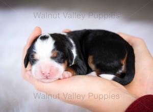 tri-colored mini bernedoodle baby puppy