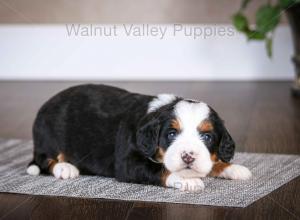 tri-colored mini bernedoodle baby puppy