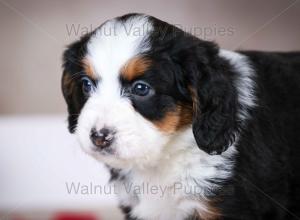 tri-colored mini bernedoodle baby puppy