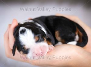 tri-colored mini bernedoodle baby puppy