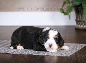 tri-colored mini bernedoodle baby puppy