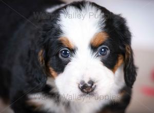 tri-colored mini bernedoodle baby puppy