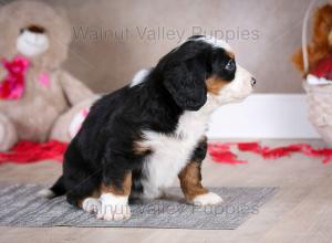 tri-colored mini bernedoodle baby puppy