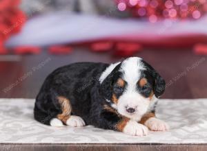 mini bernedoodle near Saint Louis MO