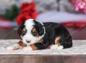 mini bernedoodle near Saint Louis MO