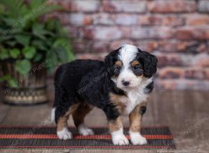 mini bernedoodle near Saint Louis MO