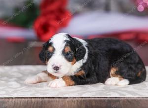 mini bernedoodle near Saint Louis MO