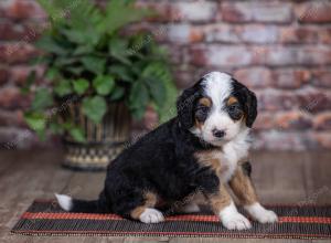 mini bernedoodle near Saint Louis MO