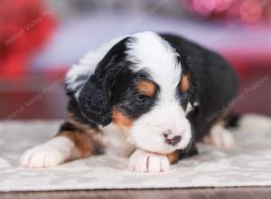 mini bernedoodle near Saint Louis MO