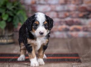 mini bernedoodle near Saint Louis MO