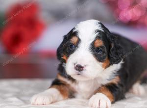 mini bernedoodle near Saint Louis MO