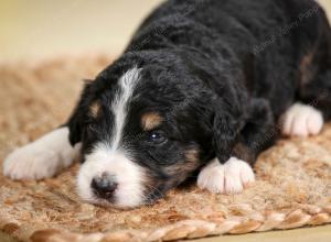 tri-colored male standard bernedoodle near Chicago Illinois