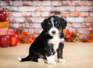 tri-colored male standard bernedoodle near Chicago Illinois